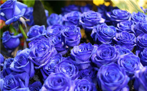 Blue enchantress flower