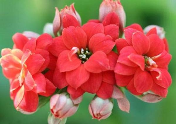 longevity flower