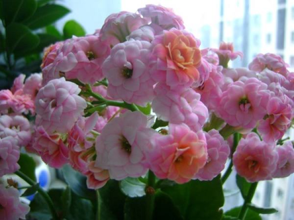 Potted Jonquil
