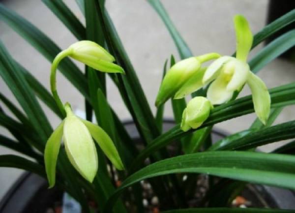 Cymbidium plant