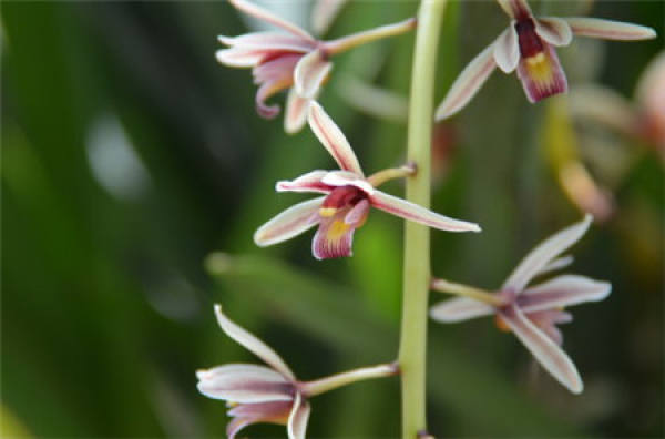 Orchis variegata