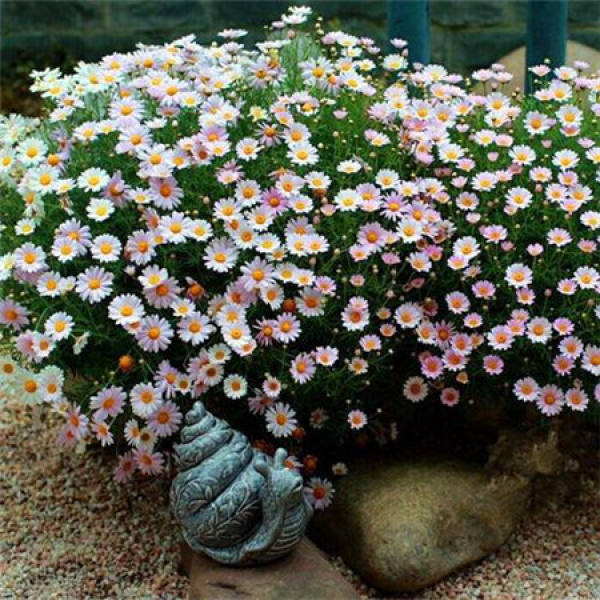 Marguerite plant
