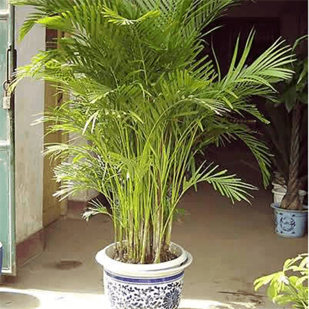 富贵椰子盆栽