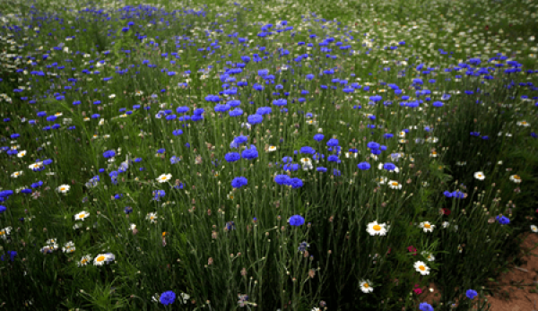 A field of cornflower