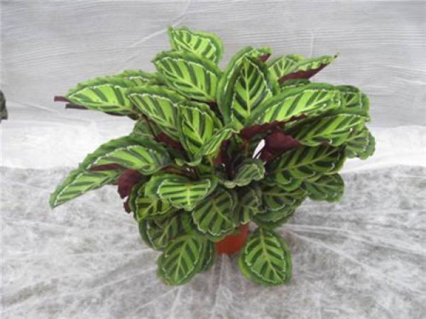 Beautiful arrowroot plant