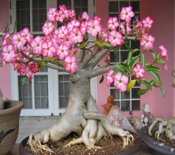 Desert rose plant