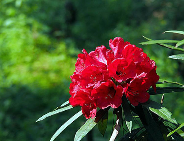 Rhododendron delavayi plant