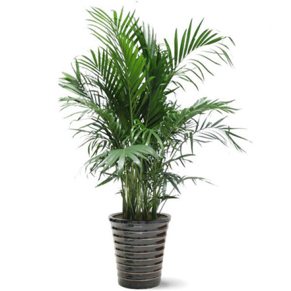 Hawaiian coconut pot