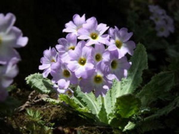 The small flowers of the Primula.