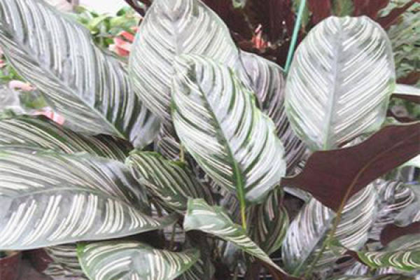 Double-line arrowroot potted