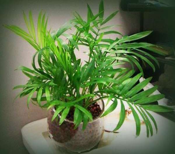 Potted pocket coconut