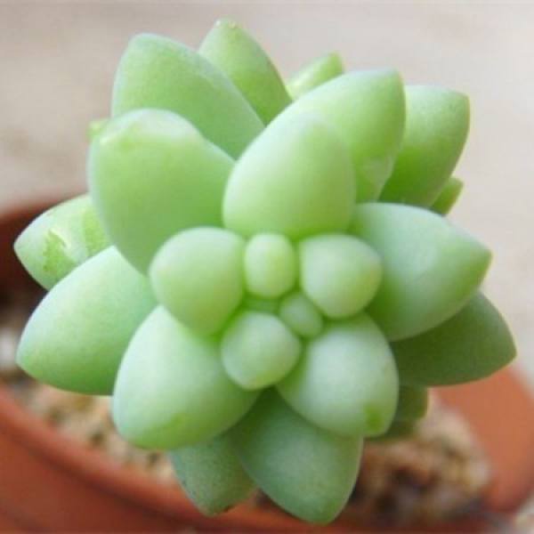 New Jade Decoration