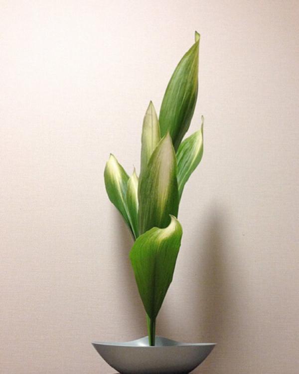 Tall and straight pleiones