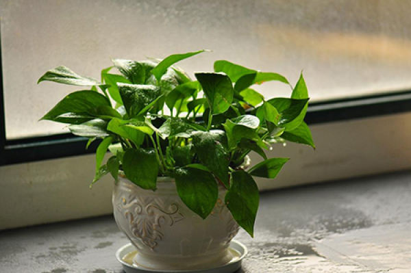 Potted Scindapsus aureus
