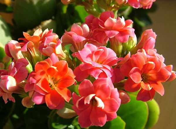 Changshou Begonia