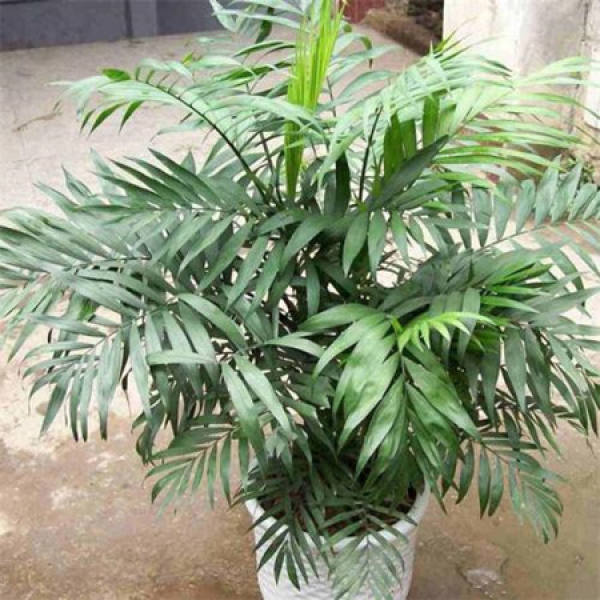 The Green Pocket Coconut