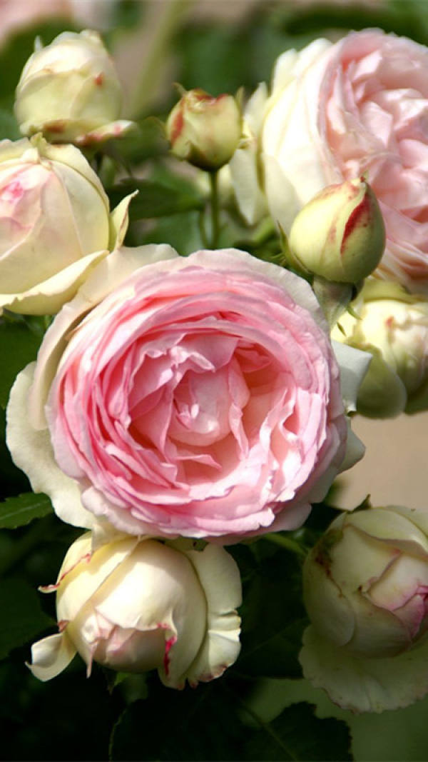 The Flower of the Lonza Gem