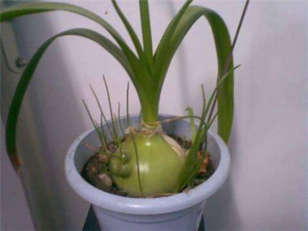 Rohdea japonica bulbous