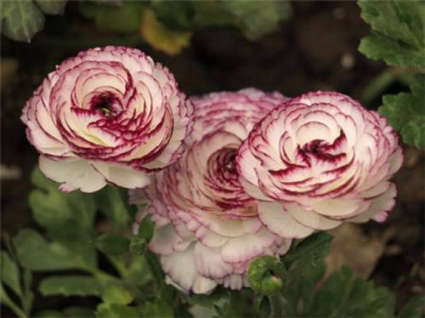 Ranunculus japonicus