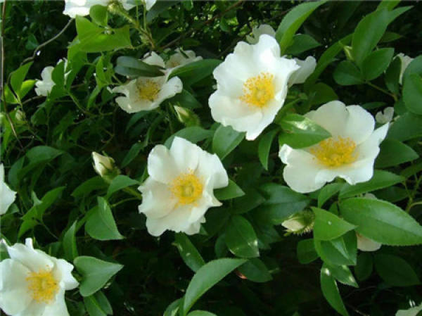 Rosa laevigata Michx.
