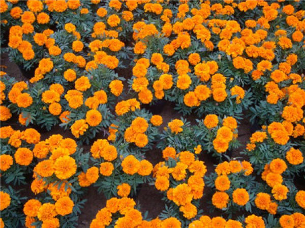 Tagetes patula garden