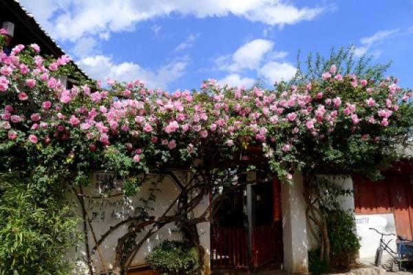 Rattan roses decorated with climbing vines