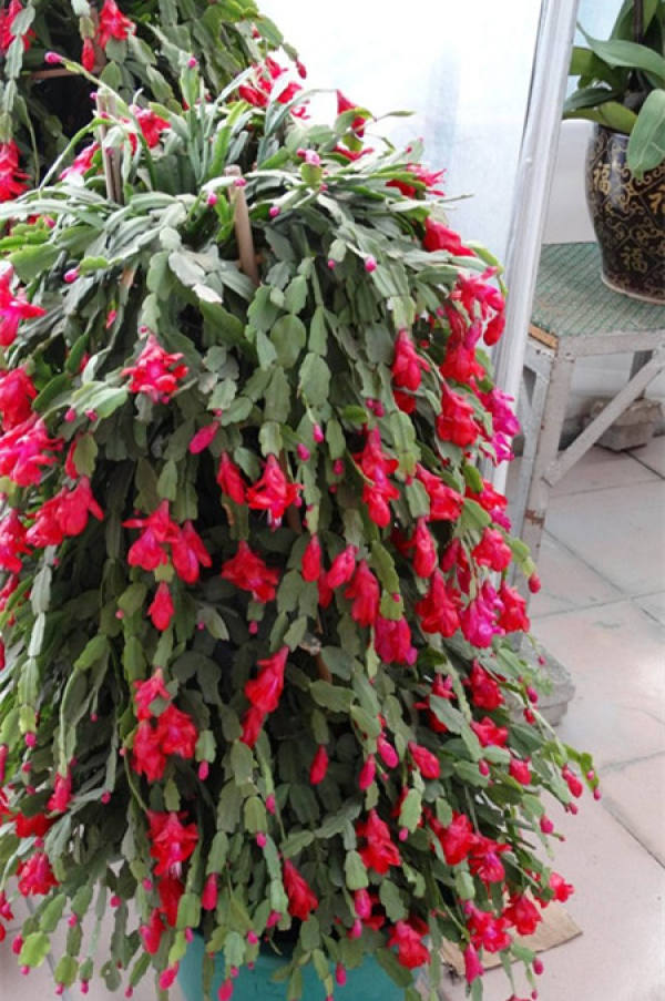 A growing crab cactus