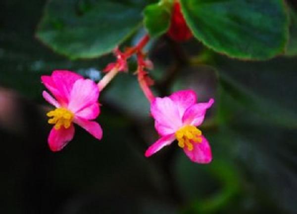 The flowers of the glass crabapple
