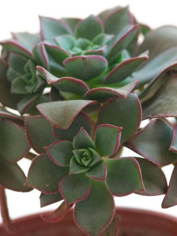 Ice velvet palm plant