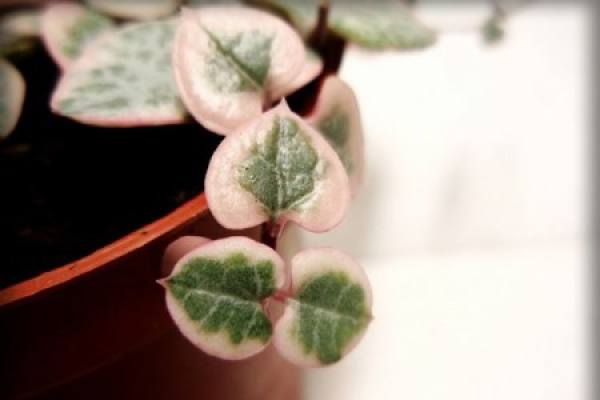 The leaves of the tendril of love