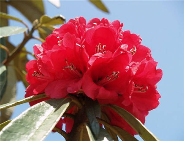 The flowers of Rhododendron delavayi