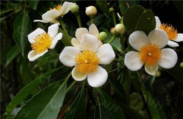 The flowers of Schima superba
