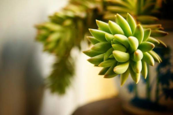 Jade decorated plant