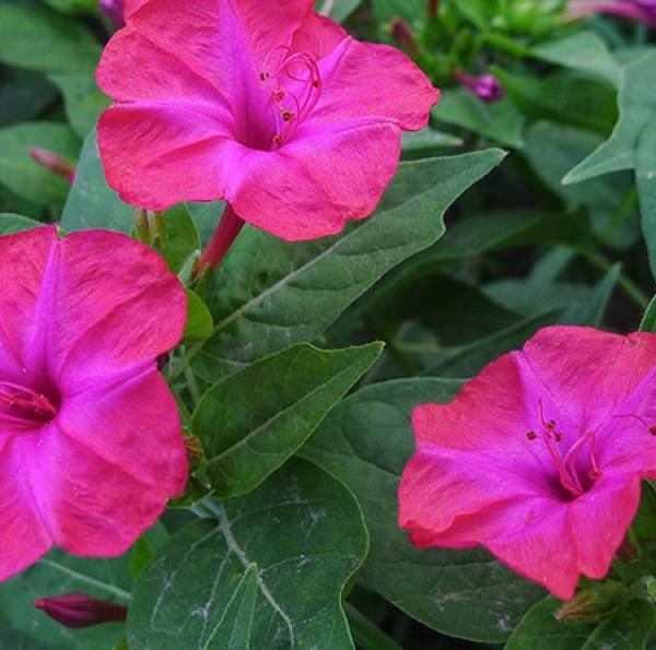 Beautiful Mirabilis jalapa