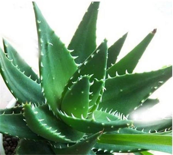 Aloe polyphylla plant