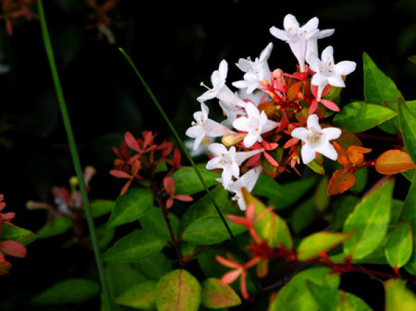 flowers of glutinous rice strips
