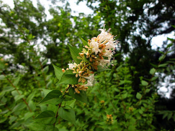 Glutinous rice stick plant
