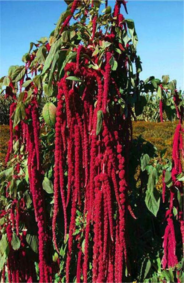 Propagation mode of Amaranthus caudatus The Plant Aide