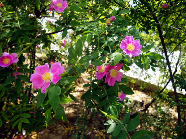 Rosa davurica plant