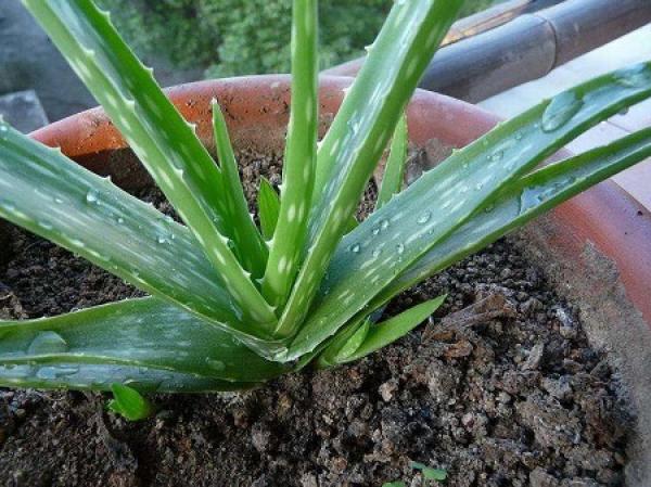 Aloe Vera