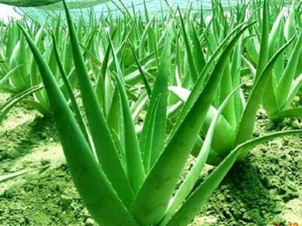 Aloe chinensis