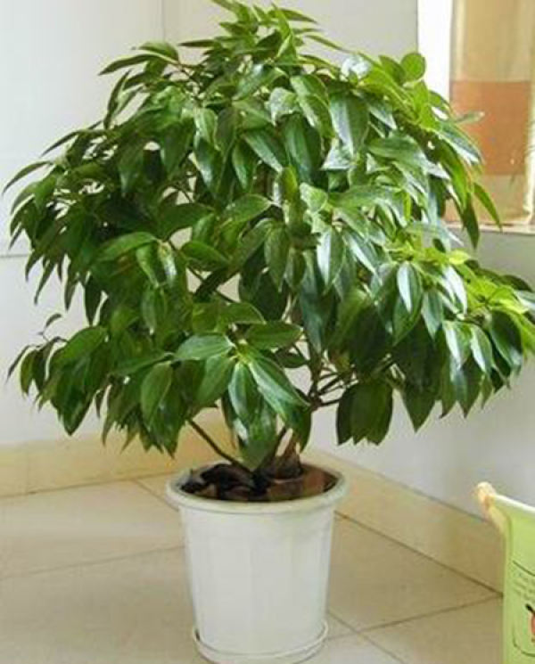 Potted tree