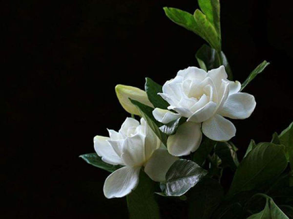 Beautiful Gardenia