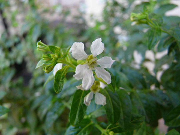 Purpurea plant
