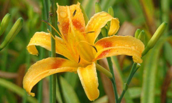 Hemerocallis
