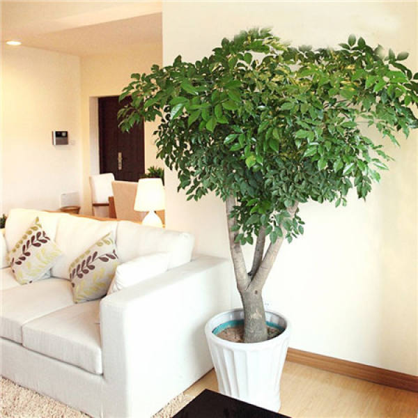 How to plant the seeds of emerald tree The Plant Aide