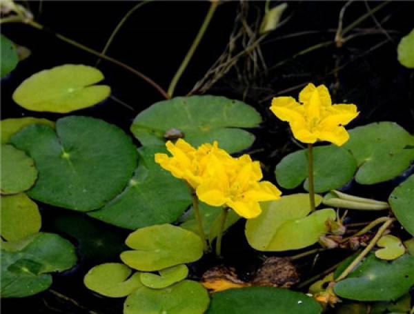 Herba Rorippi