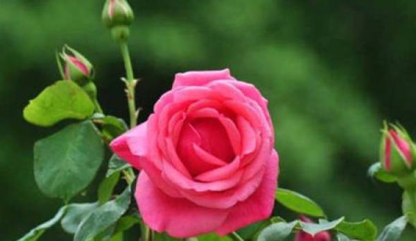 The most beautiful Chinese rose flower