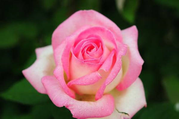 Chinese rose