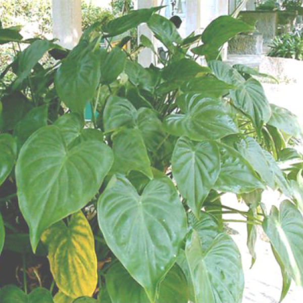 Taro leaf